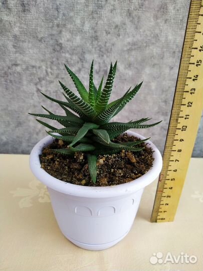 Хавортия полосатая суккулент