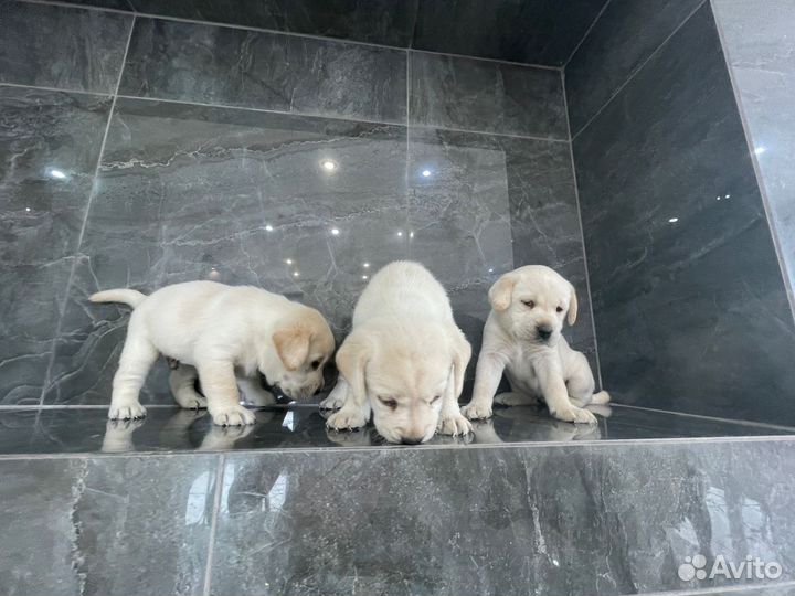 Щенки лабрадора