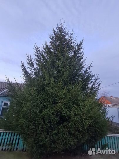 Ель новогодняя живая 7 метров