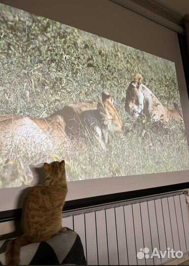 Проектор на прокат