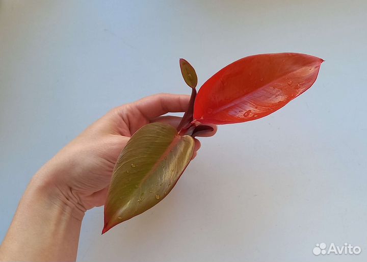 Филодендрон принц оранж