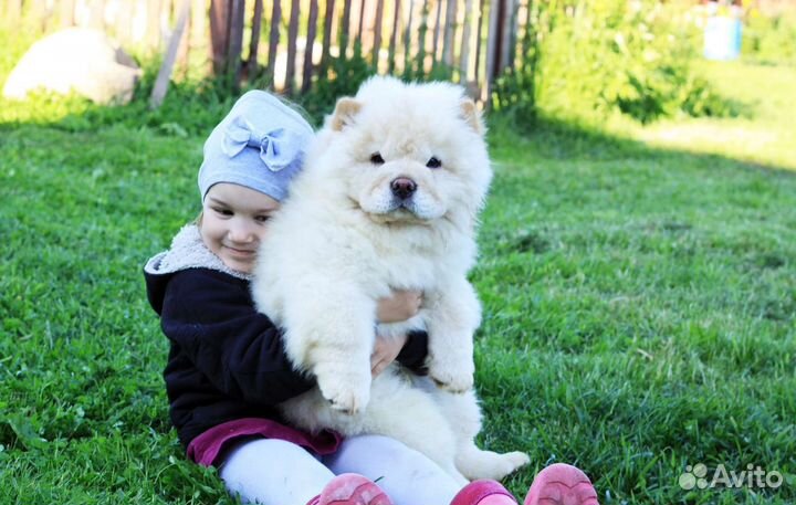 Роскошные щенки чау