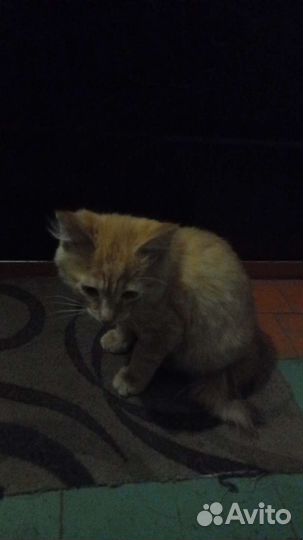 Котенок ищет дом