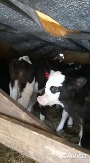 Телята бычки