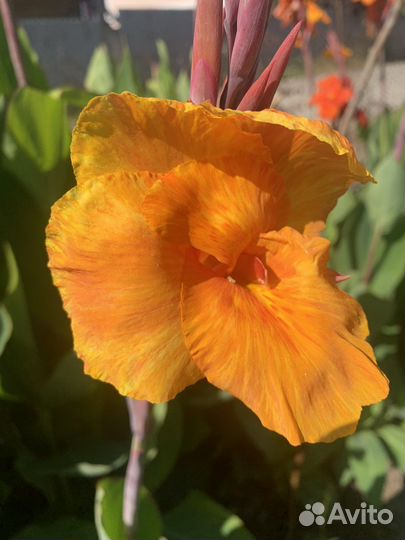 Цветы канны