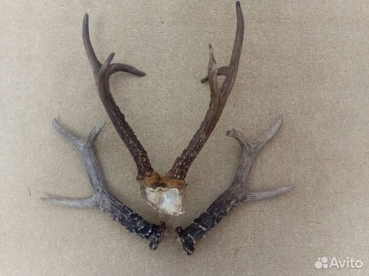 Рога касули сибирской