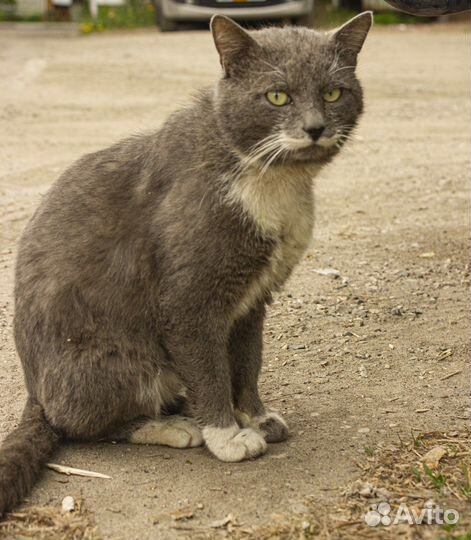 Кошки в добрые руки бесплатно