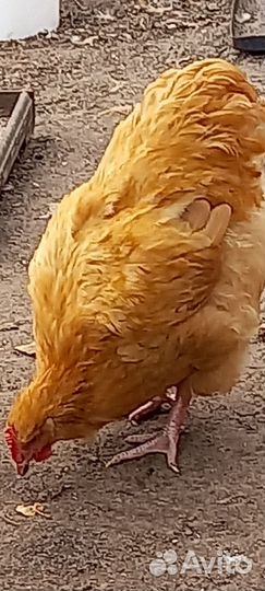 Петухи породистые