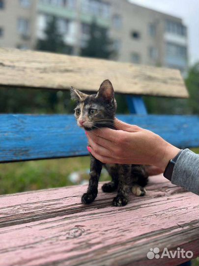 Кошка в дар