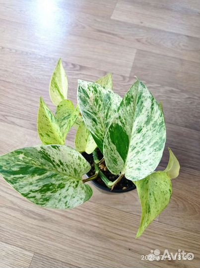 Филодендрон, сциндапсусы, эпипремнумы