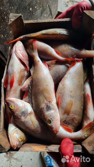 Речная рыба