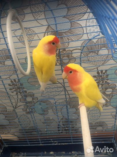 Попугай неразлучники с клеткой