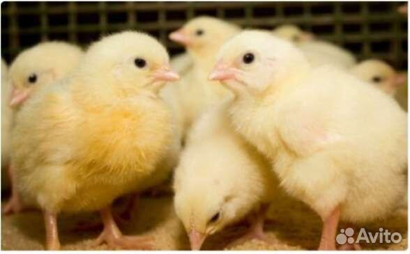 Цыплята бройлеров,куры несушки,гусята,индюшата