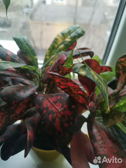 Кротон