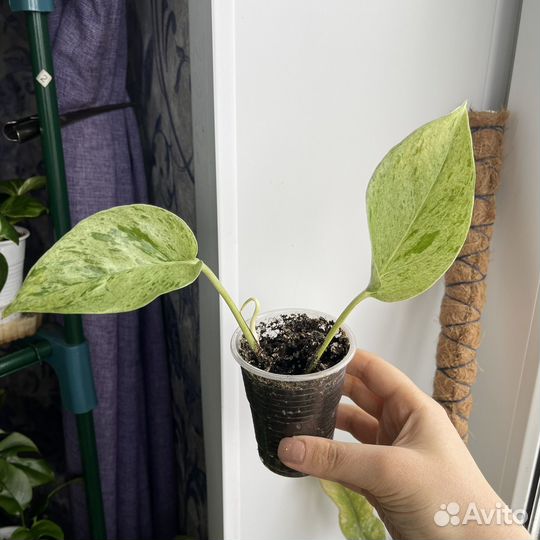 Сциндапсус Marble Queen Марбл квин
