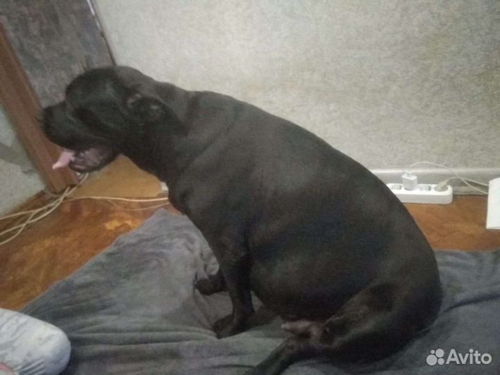 Ветеринар выезд на дом круглосуточно