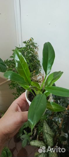 Филодендроны