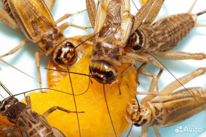 Тараканы, сверчки, саранча, бражник, мучник, зофоб