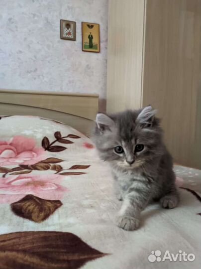 Котята в добрые руки бесплатно коты