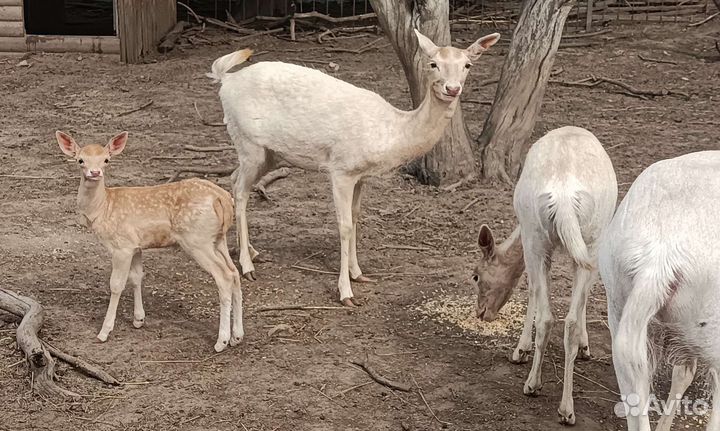 Лань европейская