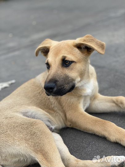 Мальчик в добрые руки