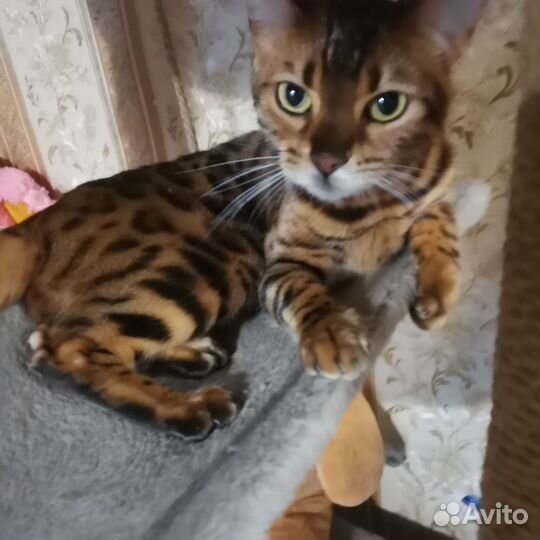 Бенгальская кошка бесплатно