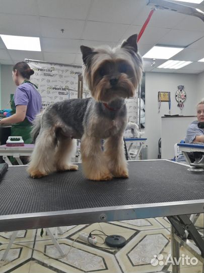 Щенки. Доставка