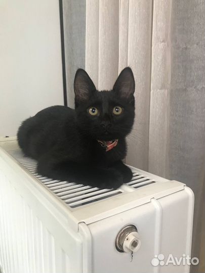 Котёнок мальчик