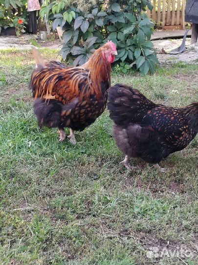 Петушок орпингтон золотоокаймленный