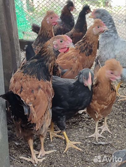 Куры-молодки, петушки, цыплята