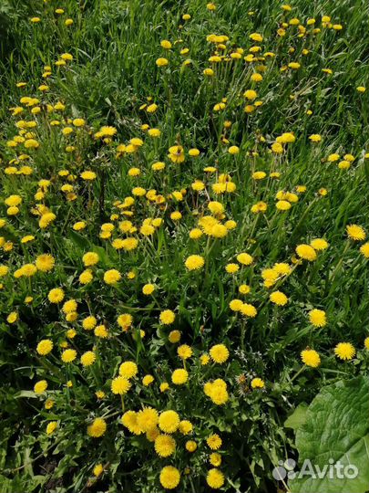 Варенье из одуванчиков (одуванчиковый мед)