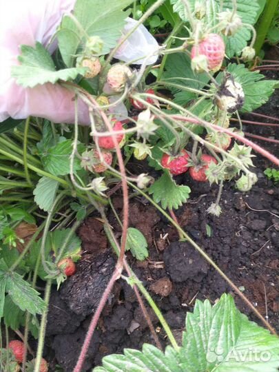 Земклуника