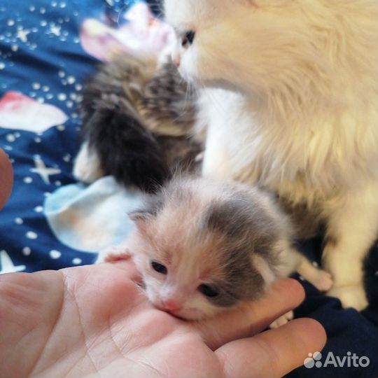 Котята в добрые руки бесплатно