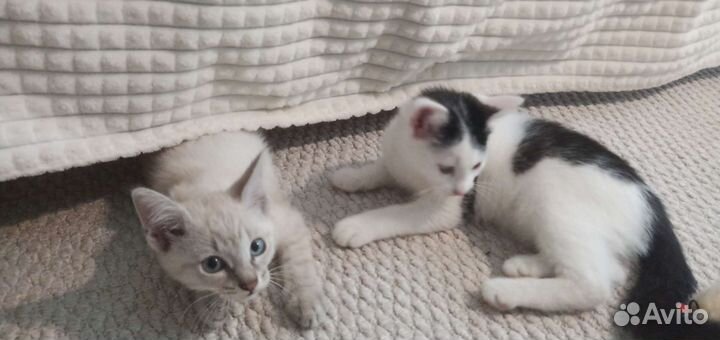 Котята сиамские метисы девочки