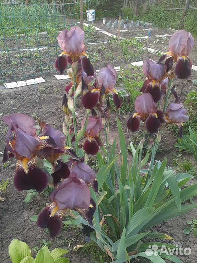Ирисы бородатые,ушастые