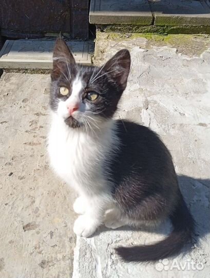 Котята и кошечки