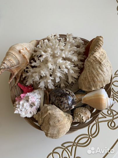 Морские ракушки и кораллы