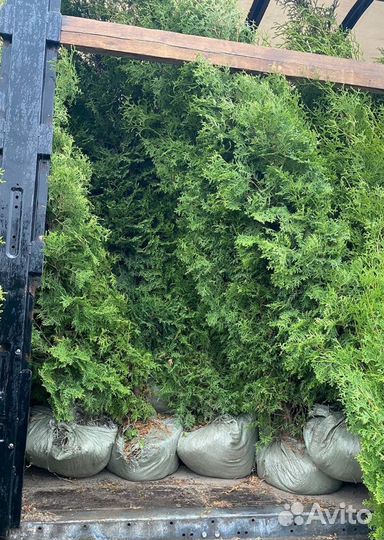 Туи Смарагд крупномер