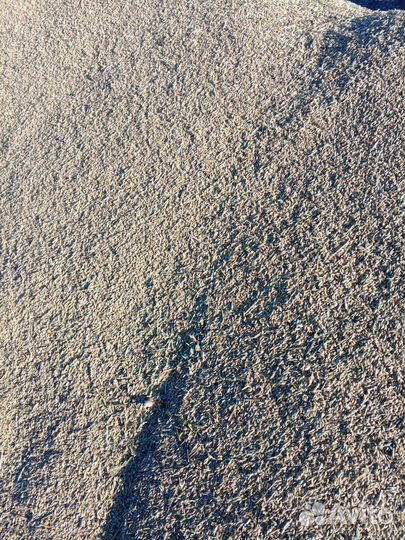 Зерно пшеница