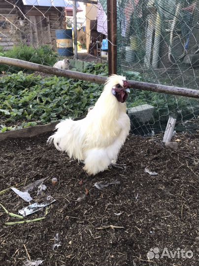 Китайские шелковые