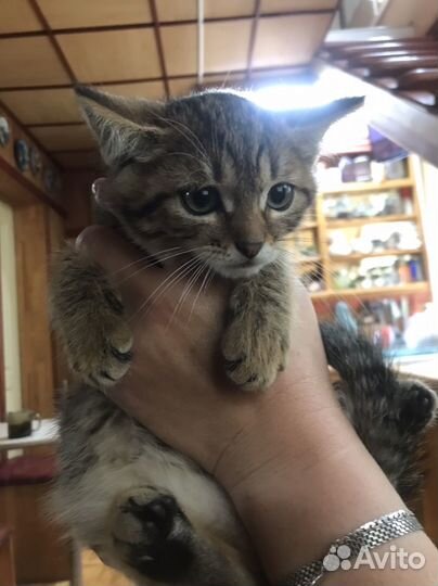 Сибирский тигровый