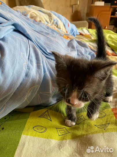 Котята от кошки Регдолл и отец веслоухий