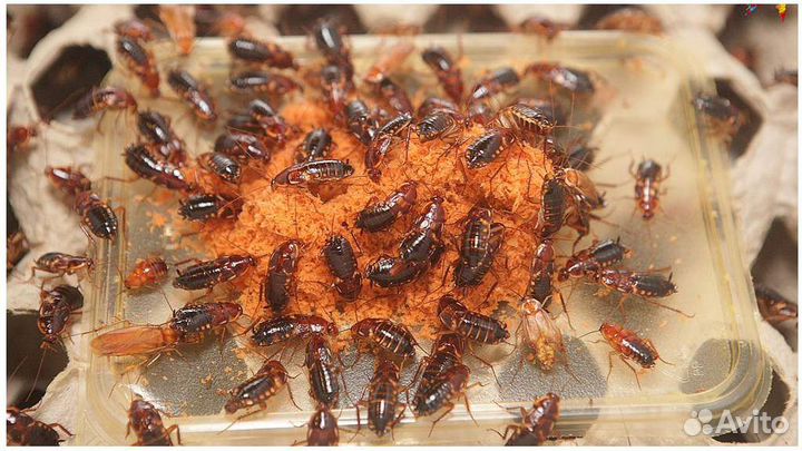 Корм насекомые - таракан/сверчек готовые каши