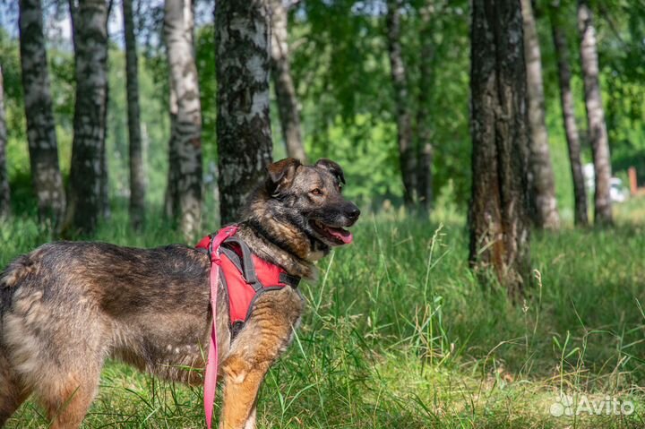 Заберите чудесную собаку из приюта