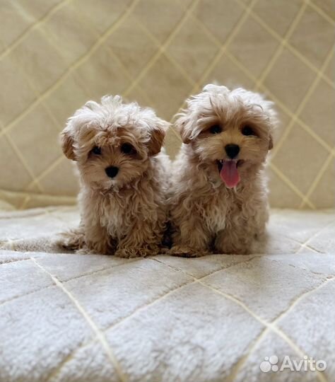 Мальтипу мини ф1