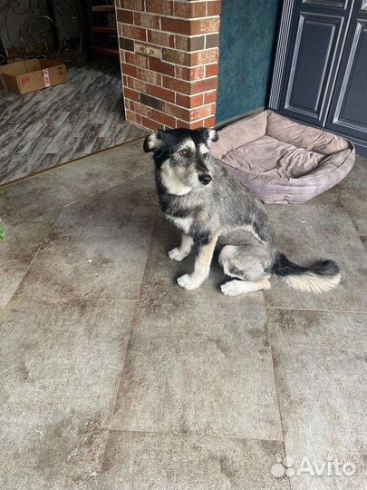 Собака в добрые руки отдам бесплатно