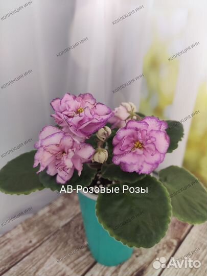 Фиалки сортовые. Детки