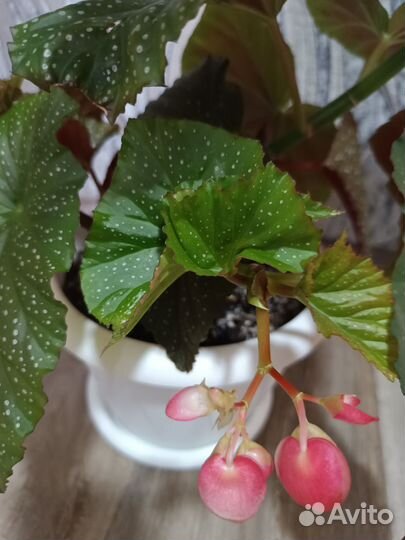 Бегония коралловая