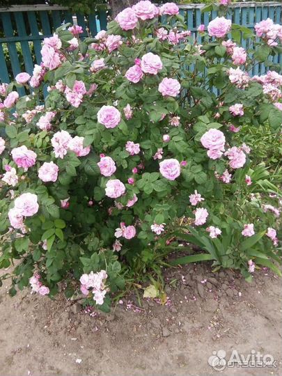 Роза чайная кустовая