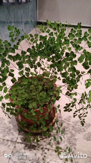 Венерин волос